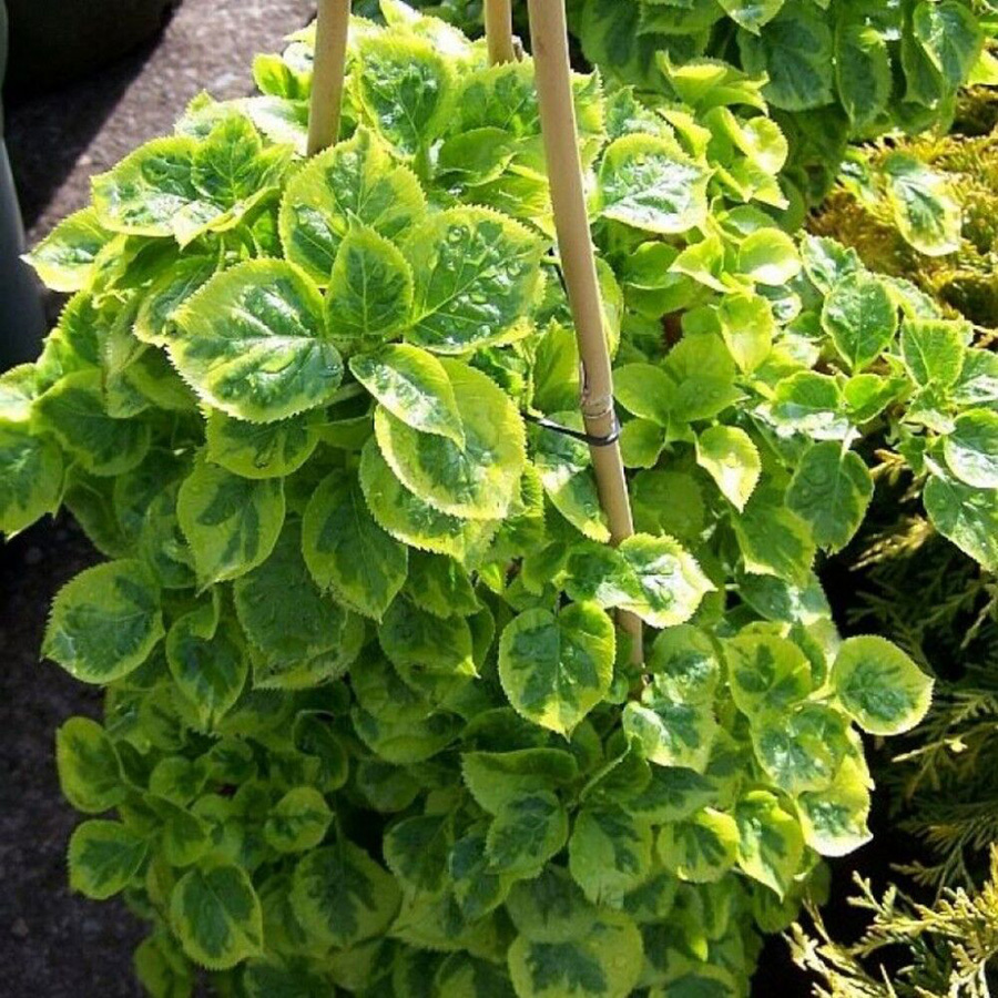 Превью изображения