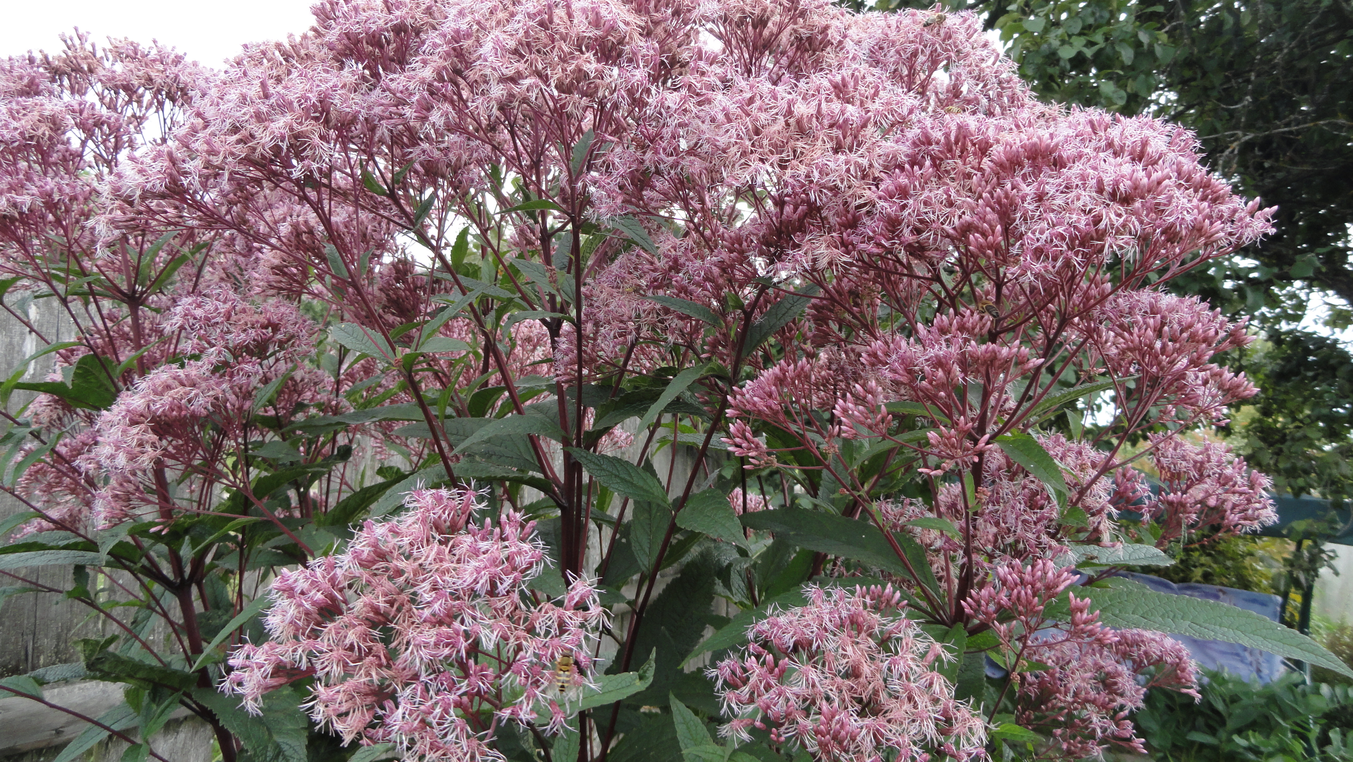 Превью изображения