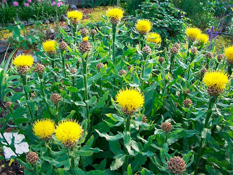 Превью изображения