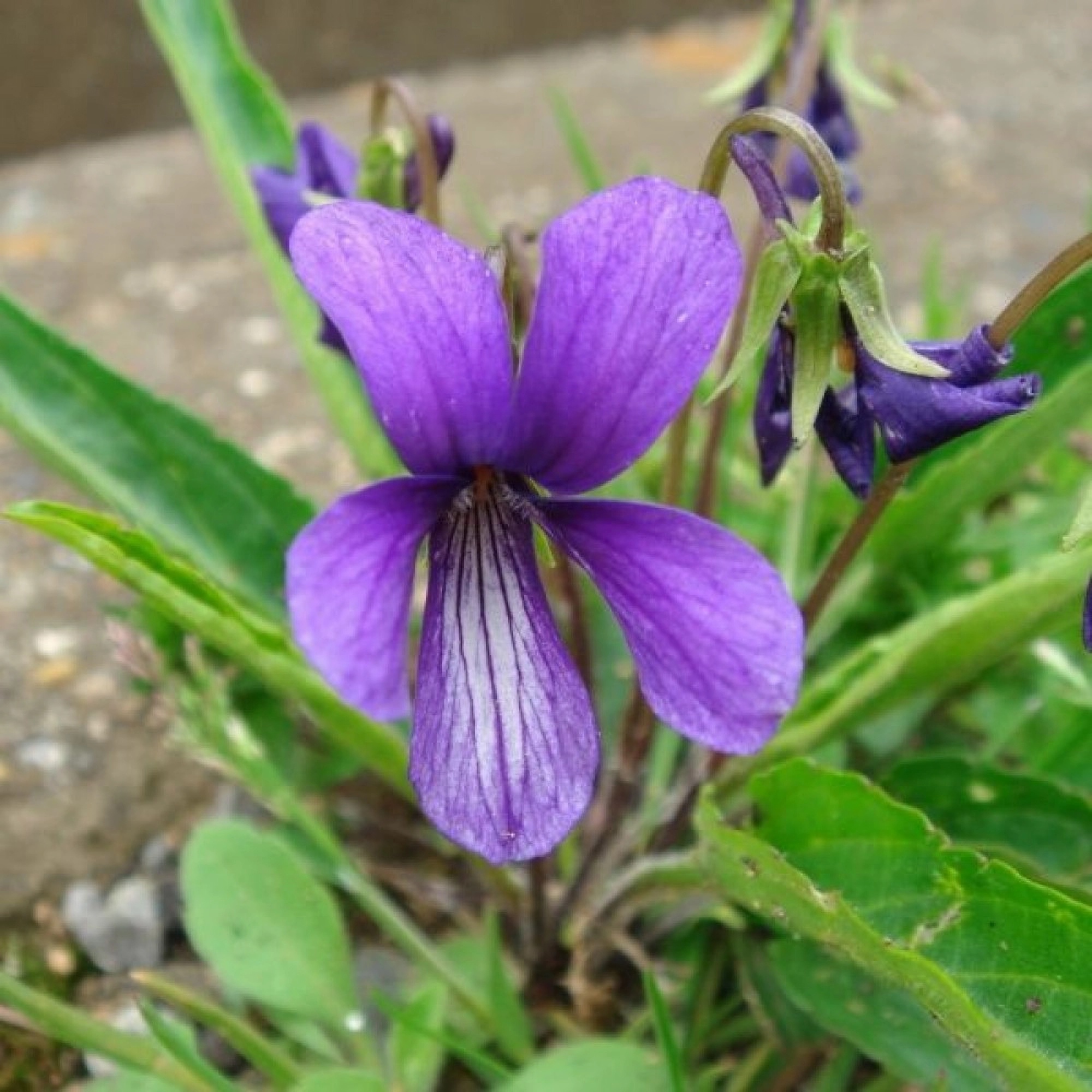 Превью изображения