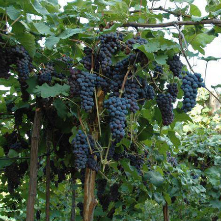 Превью изображения