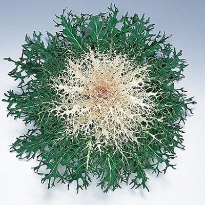 Превью изображения