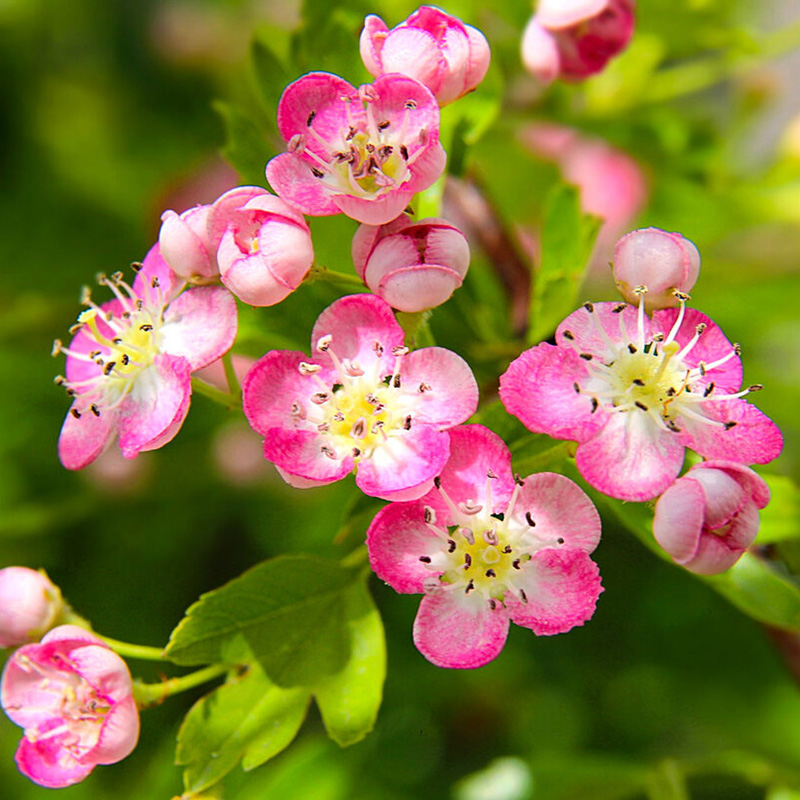 Превью изображения