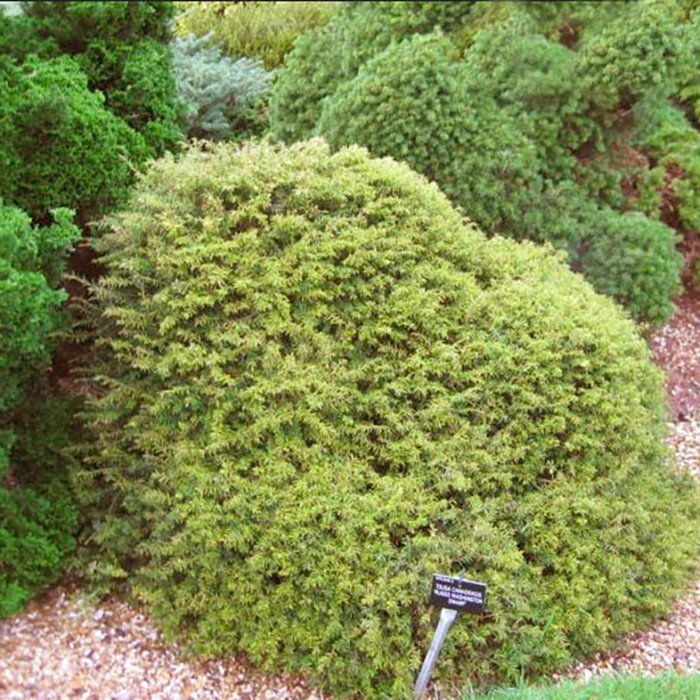 Превью изображения