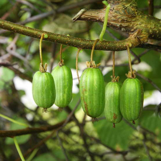 Превью изображения