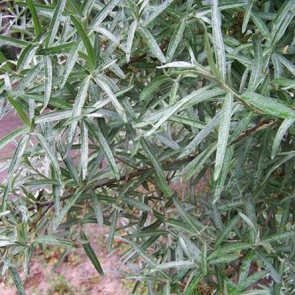 Превью изображения