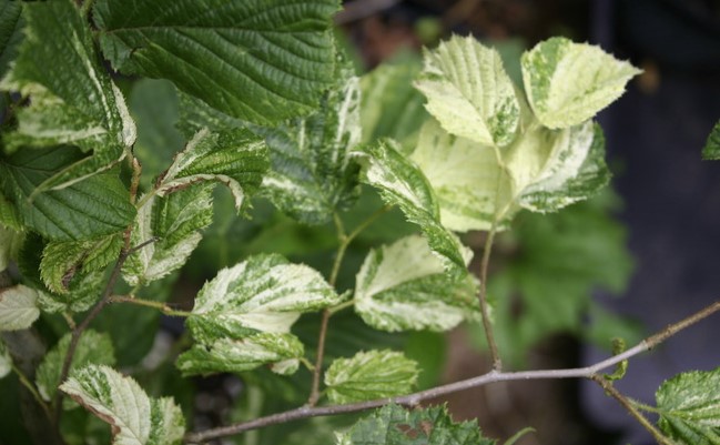 Превью изображения