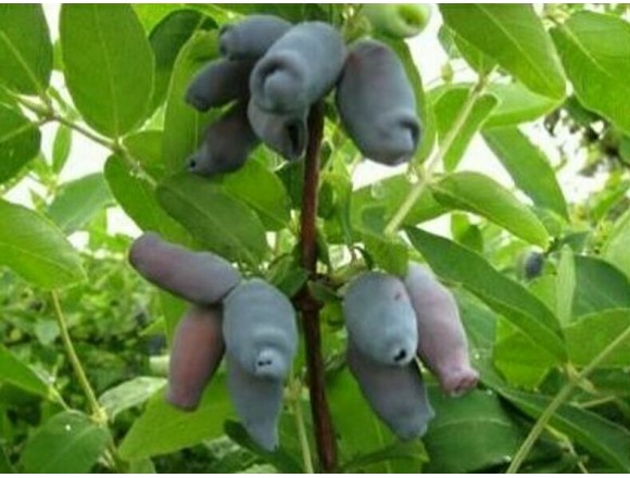 Превью изображения