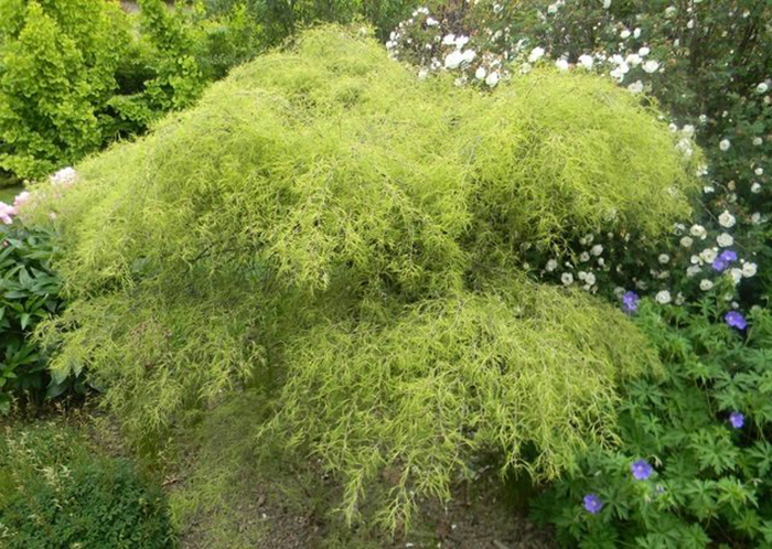 Превью изображения