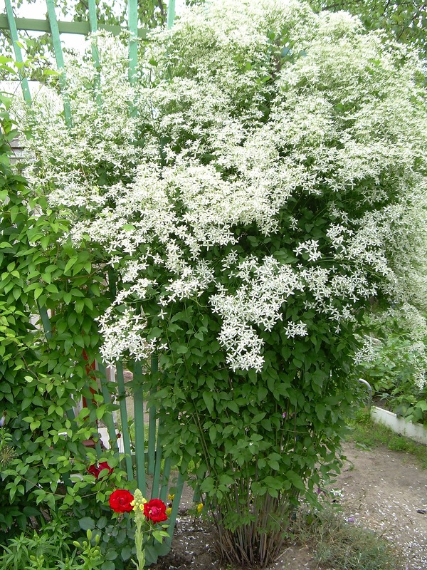 Превью изображения