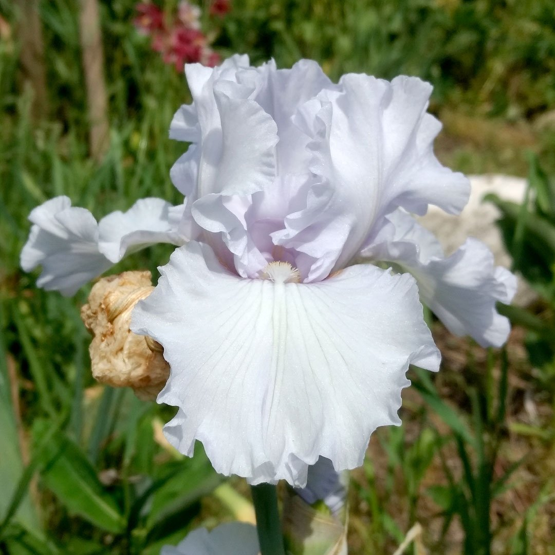 Превью изображения