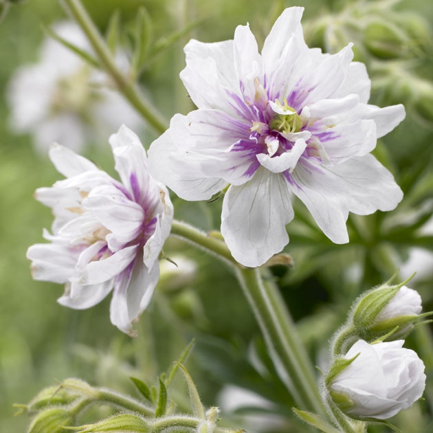 Превью изображения