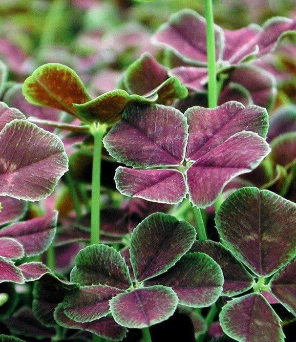 Превью изображения