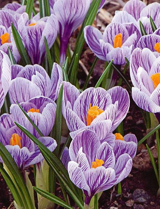 Превью изображения