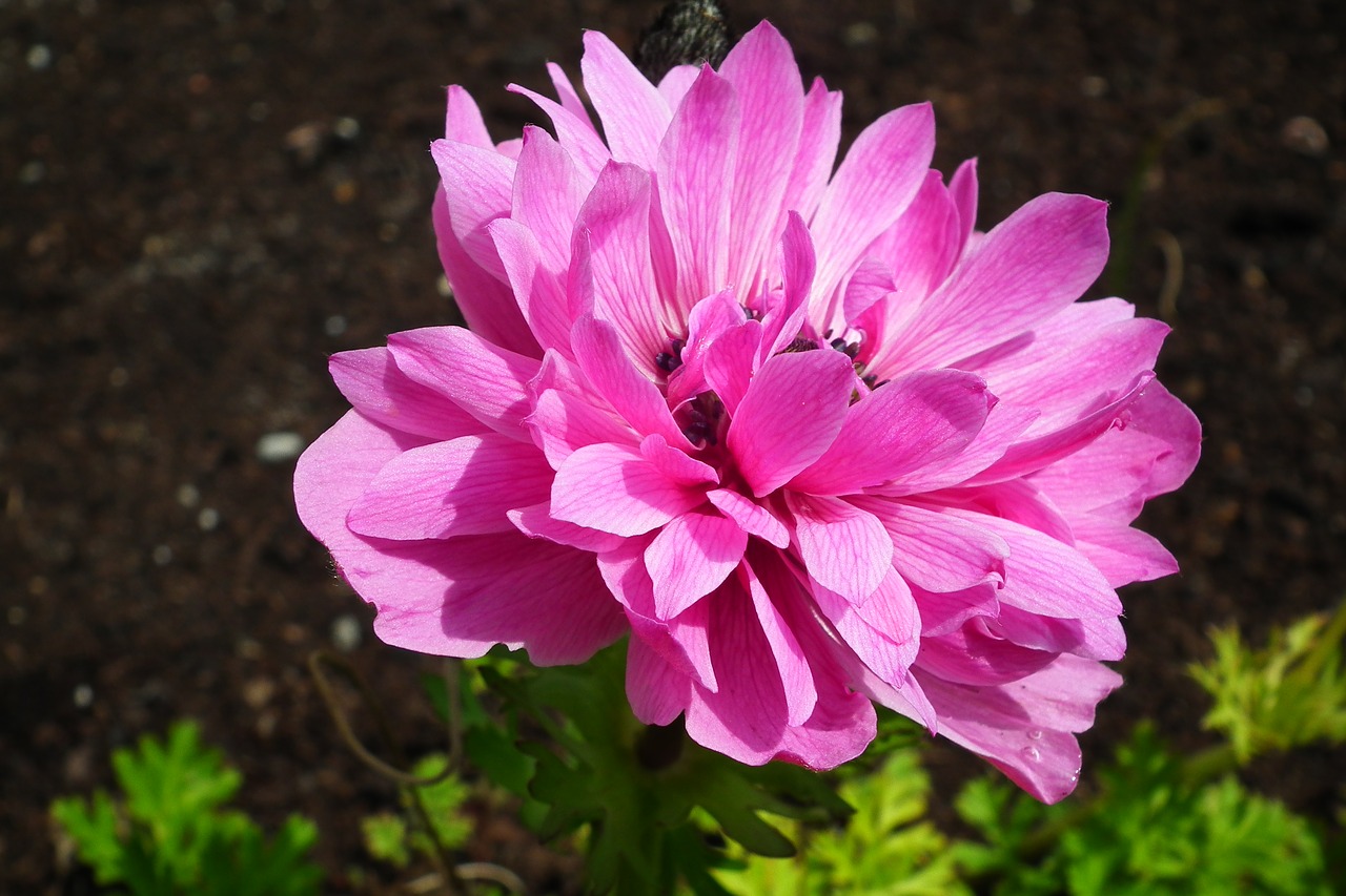 Превью изображения