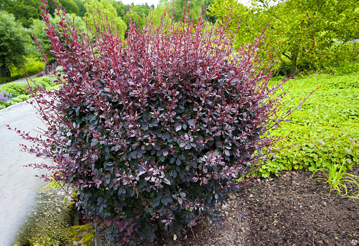 Превью изображения