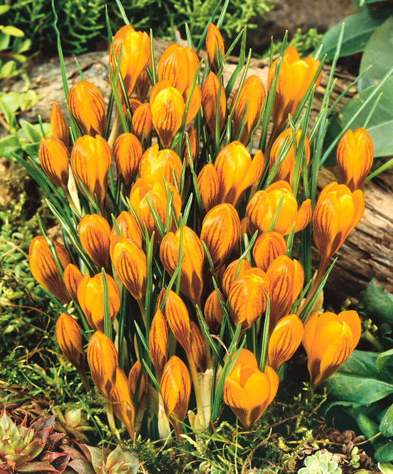 Превью изображения