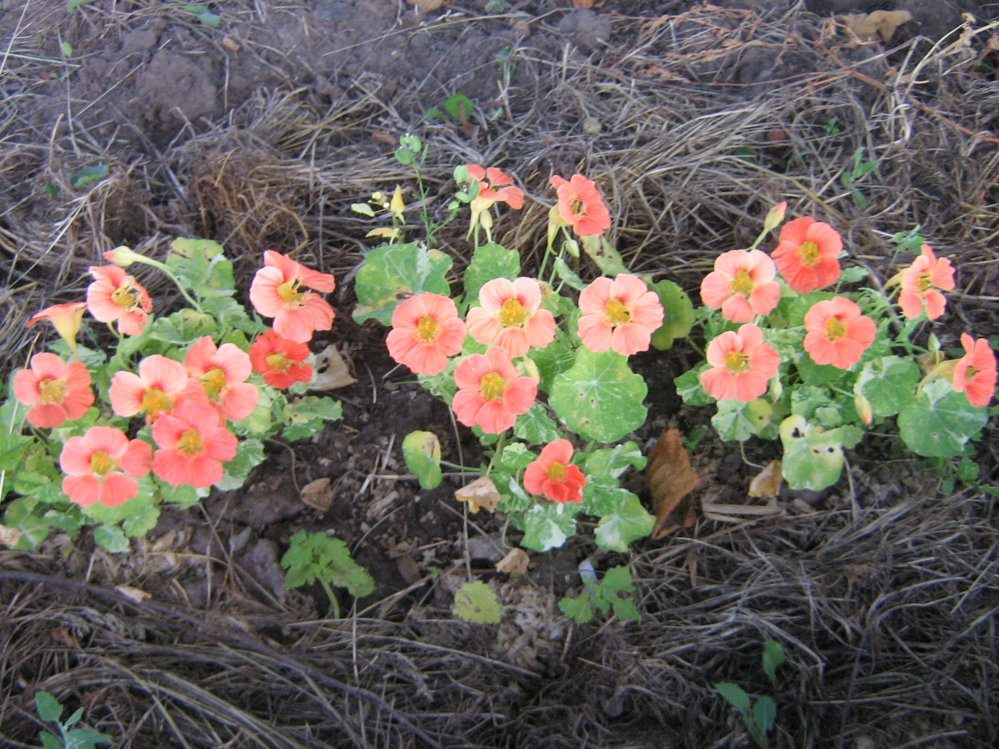 Превью изображения