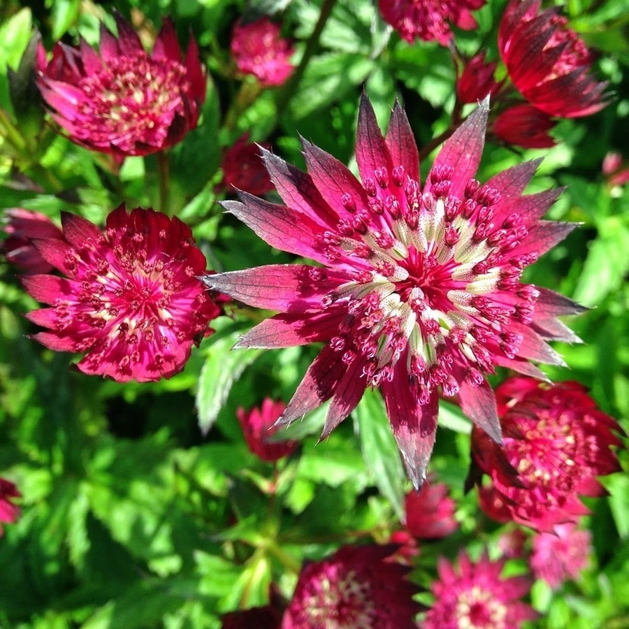 Превью изображения