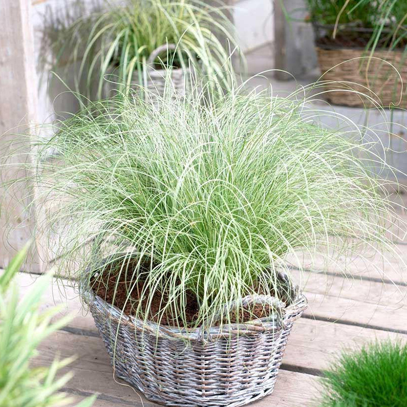 Превью изображения