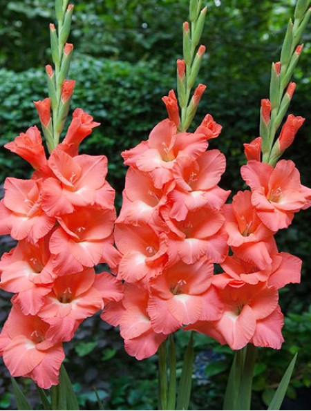 Превью изображения