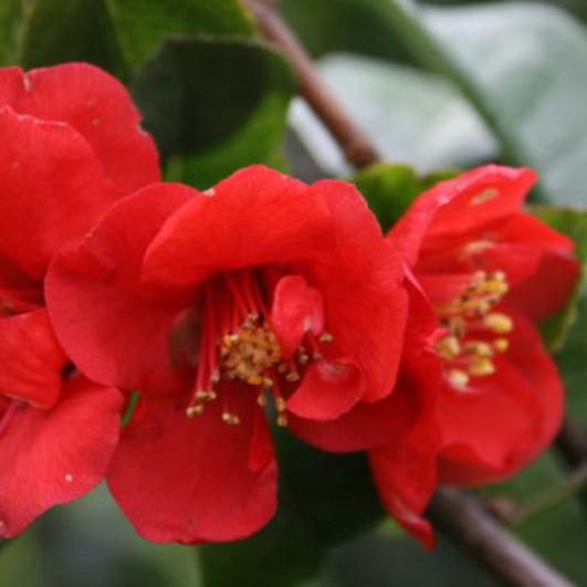 Превью изображения