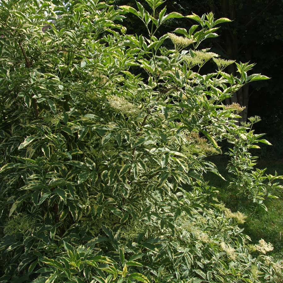 Превью изображения