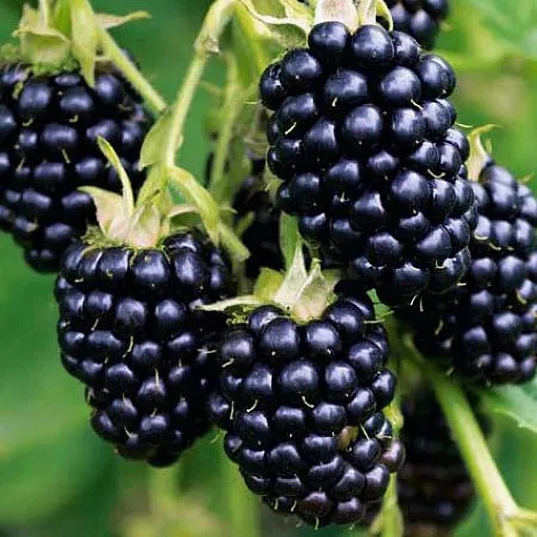 Превью изображения