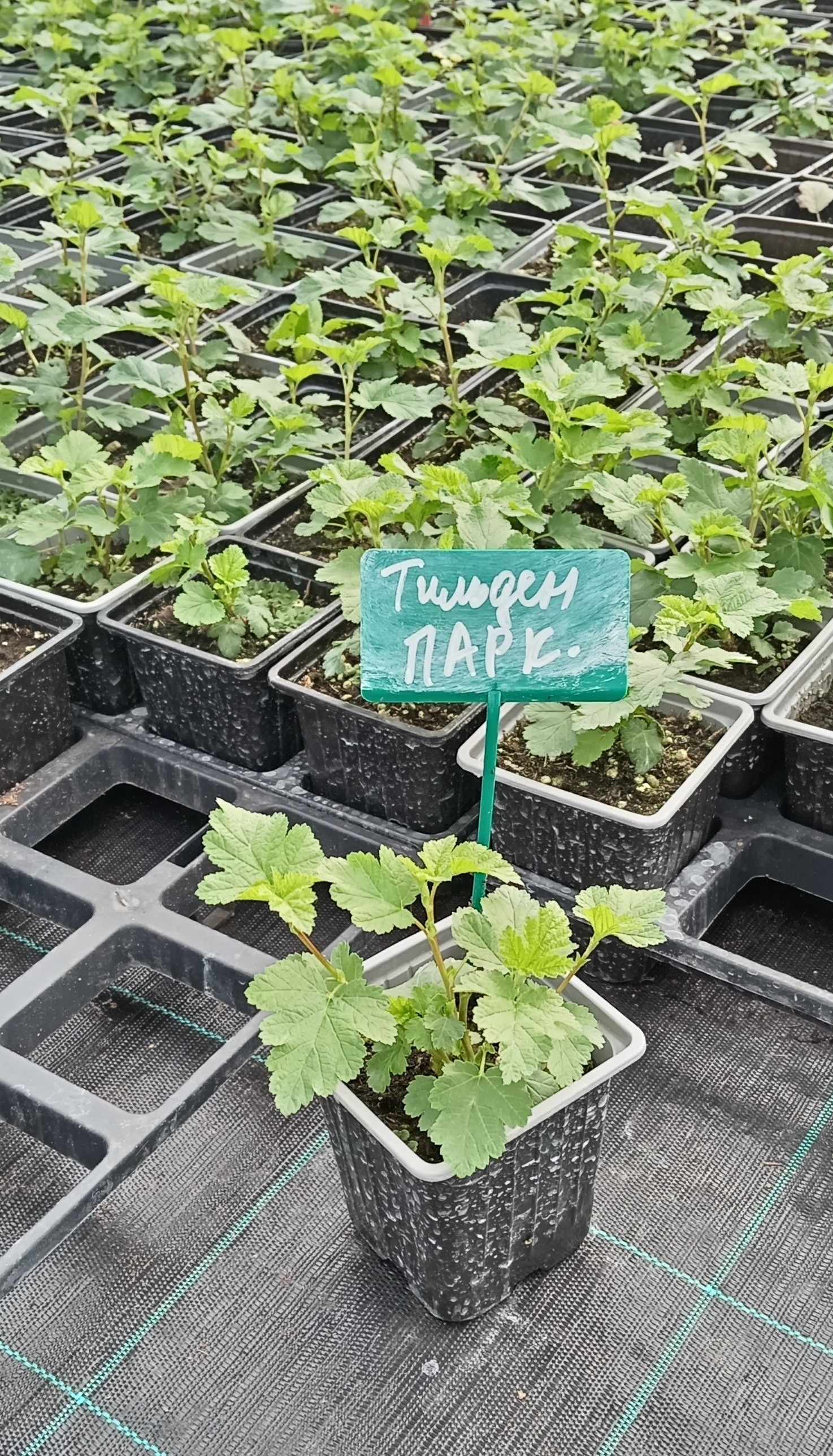 Превью изображения