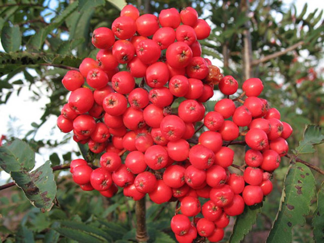 Превью изображения