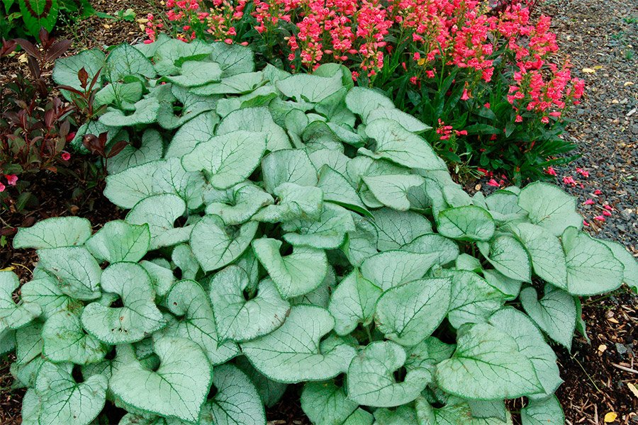 Превью изображения