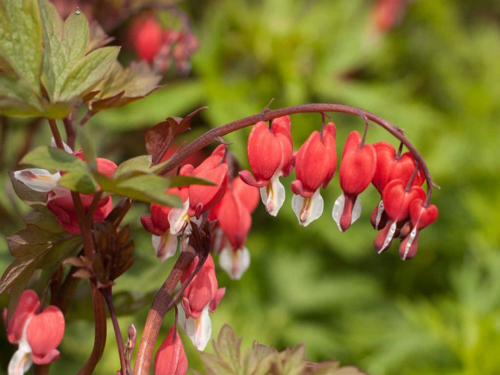 Превью изображения