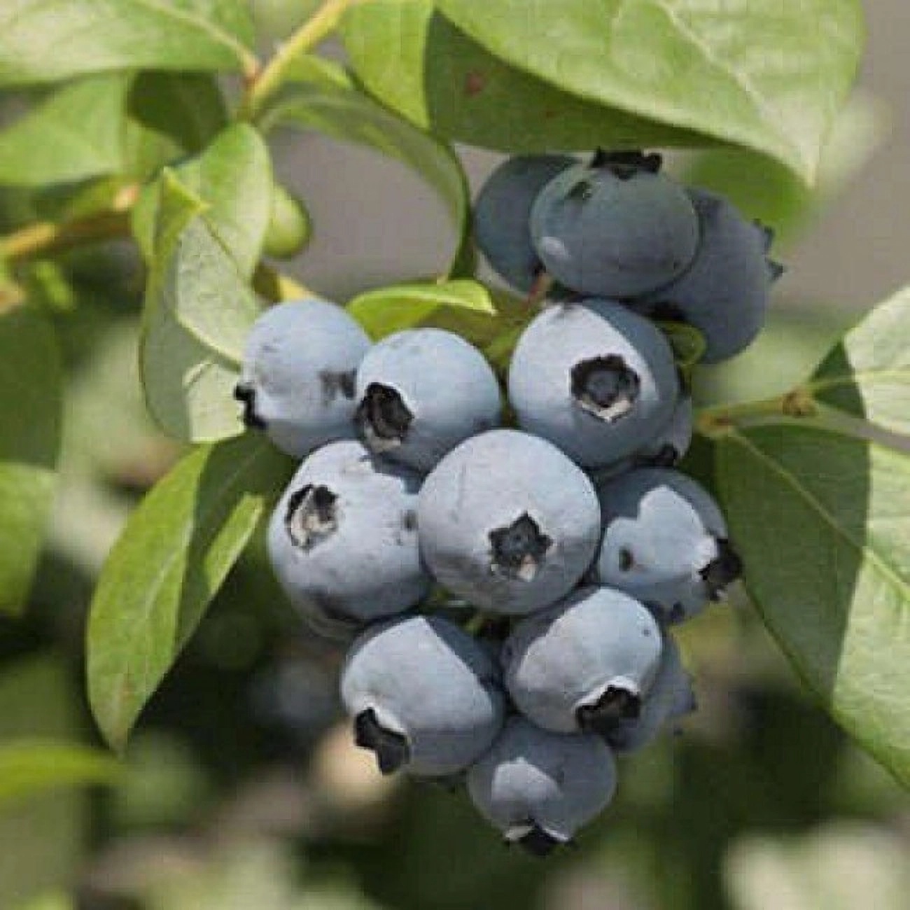 Превью изображения