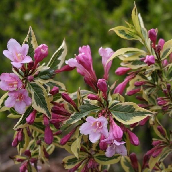 Превью изображения