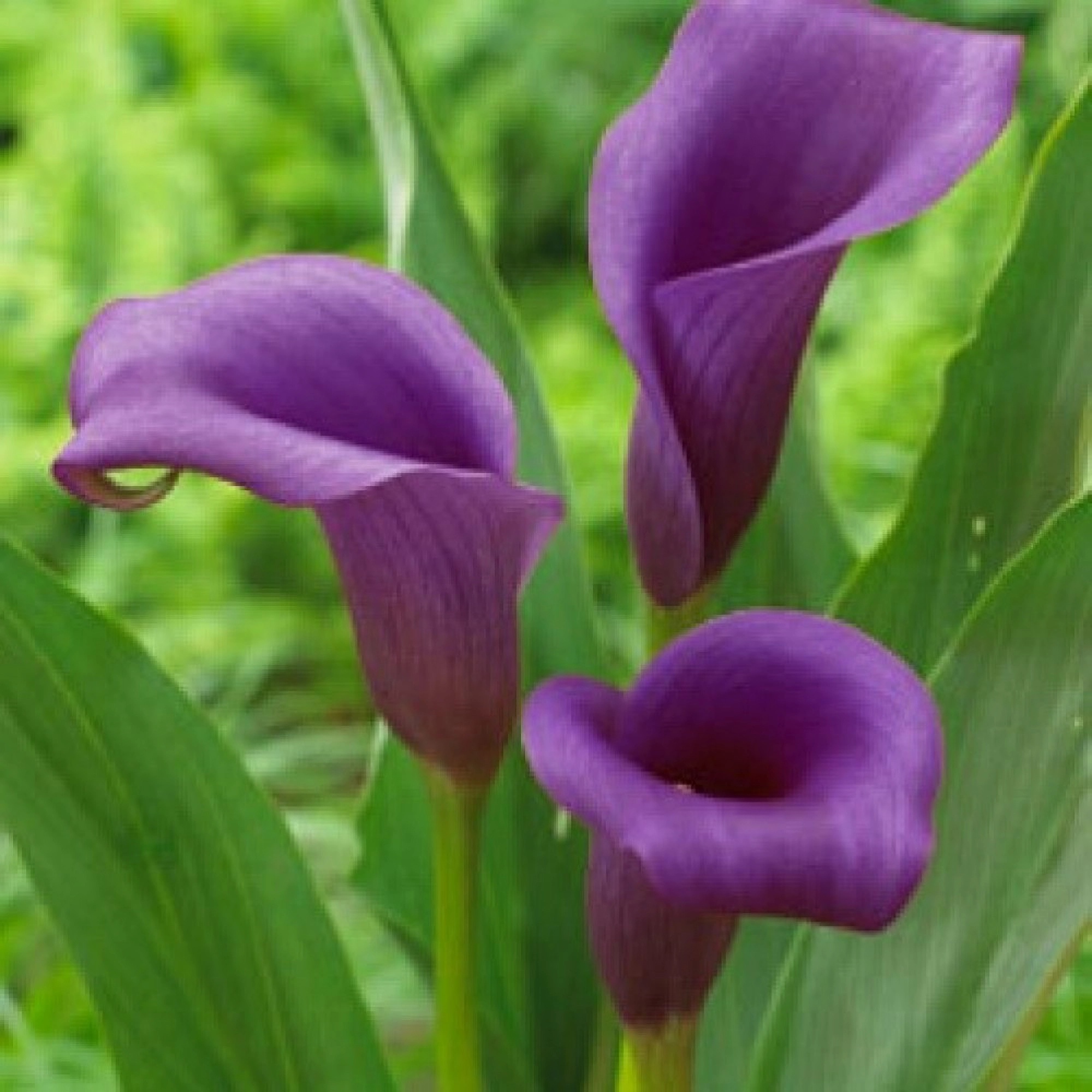 Превью изображения