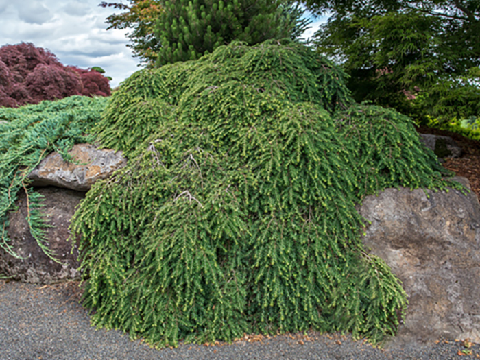 Превью изображения