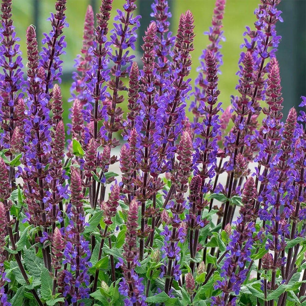 Превью изображения