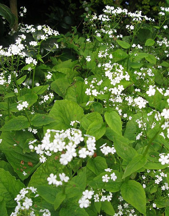 Превью изображения