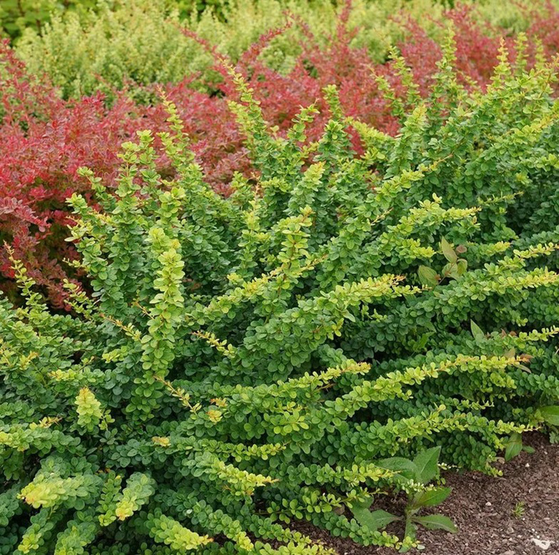 Превью изображения