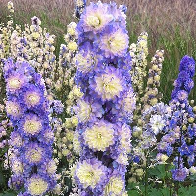 Превью изображения