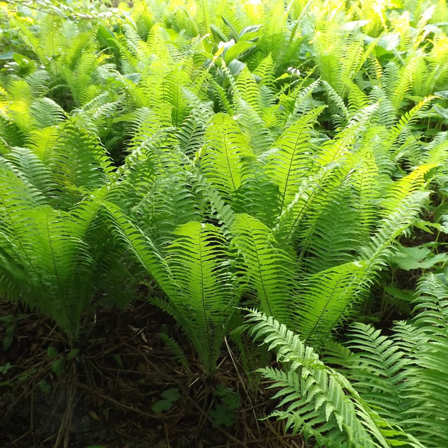 Превью изображения