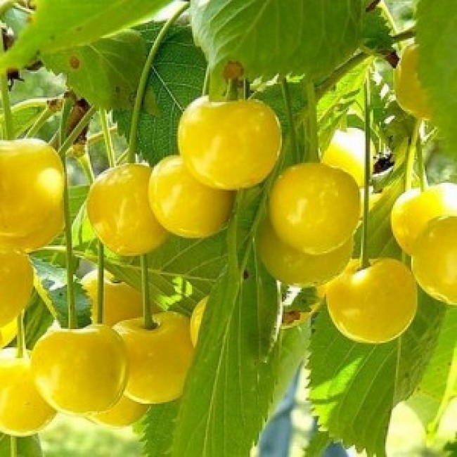 Превью изображения