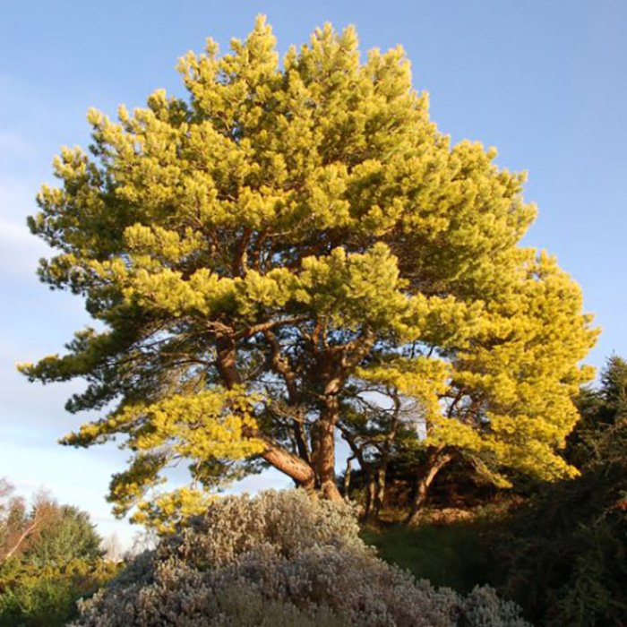 Превью изображения