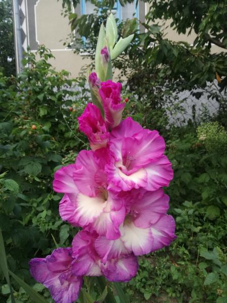 Превью изображения