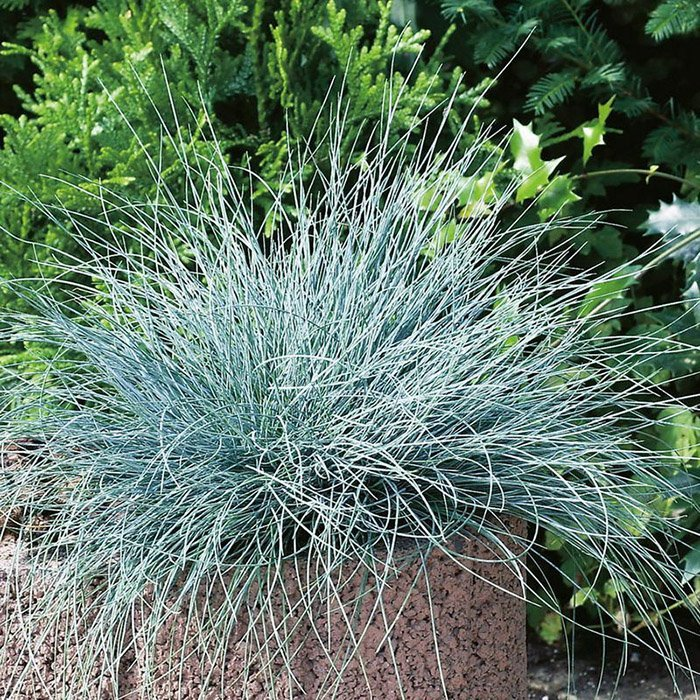 Превью изображения