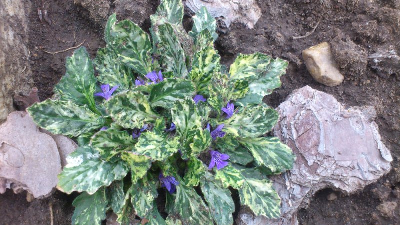 Превью изображения