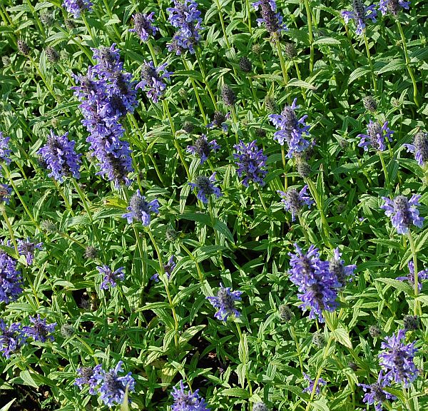 Превью изображения