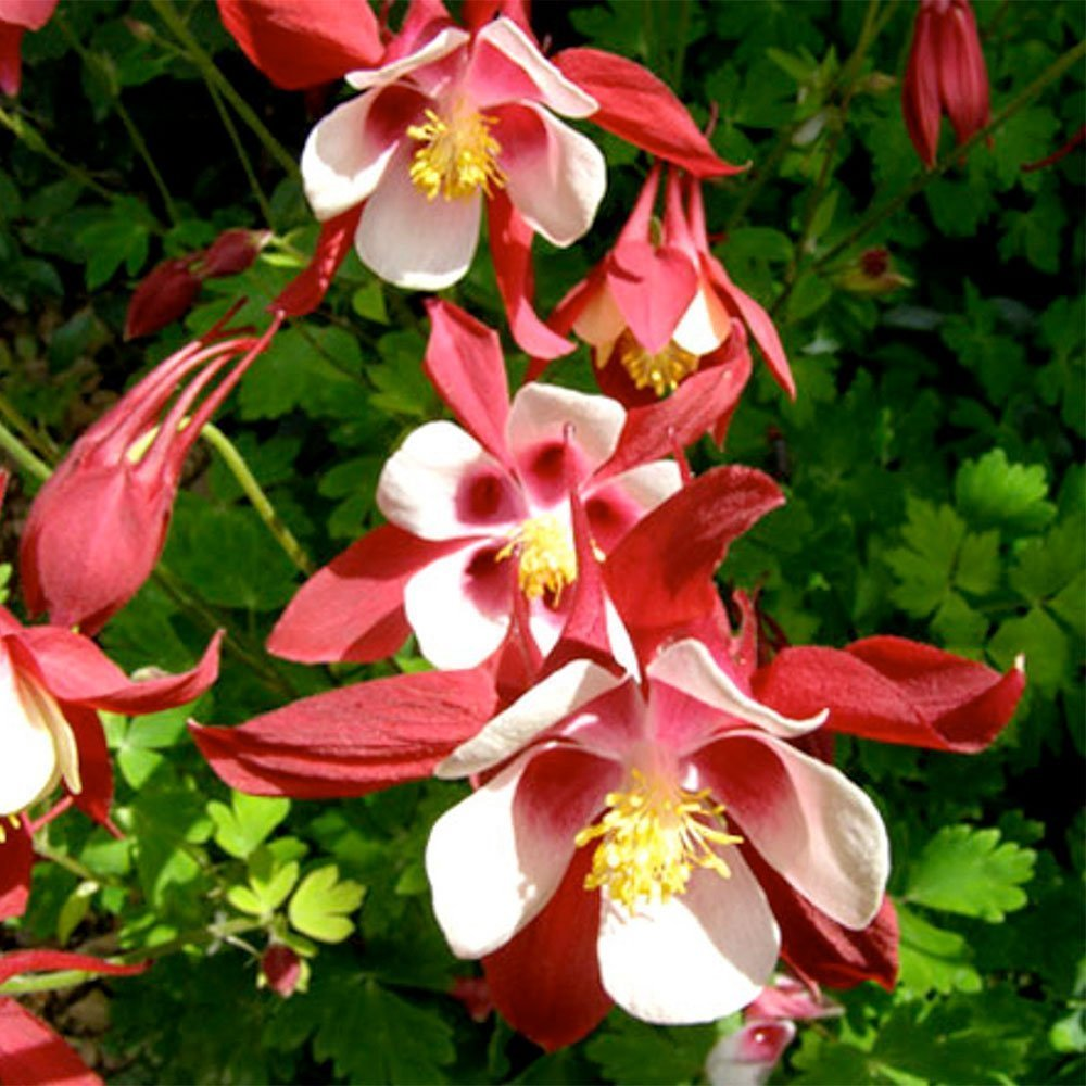 Превью изображения