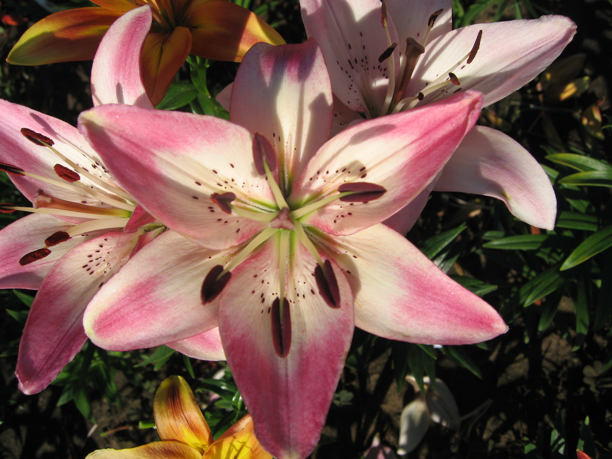 Превью изображения