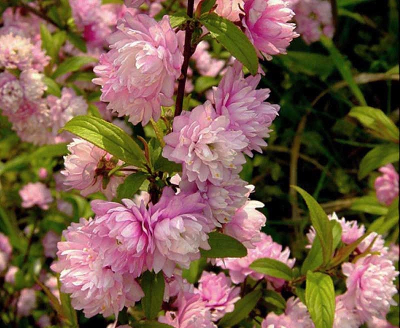 Превью изображения